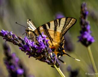 Papillon sur lavande provençale